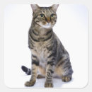 Search for cat background stickers Cats