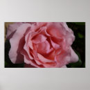 Search for pretty pink roses posters Nature