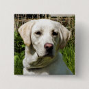 Search for labradors badges Pets