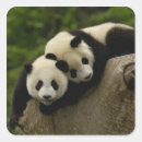 Search for giant panda stickers Habitat loss