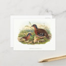 Search for partridge postcards Illustration