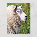 Search for of sheep postcards Livestock