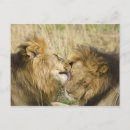 Search for masai mara postcards Ie