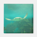 Search for sting magnets Ray