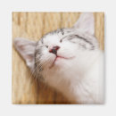 Search for kitten magnets Photography