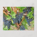 Search for purple grapes postcards Fruit