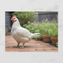 Search for patio postcards Red