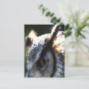 Search for cool birds postcards Owl