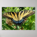 Search for swallowtail posters Nature photography