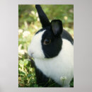 Search for dutch rabbit decor Black