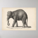 Search for elephant posters Animals