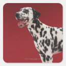 Search for spotted dog stickers Black