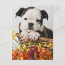 Search for affectionate postcards Background
