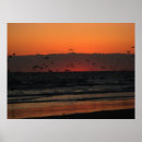 Search for seagull flying posters Animals