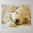 Search for poodle puppy posters Animal