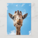 Search for giraffe face postcards Cute