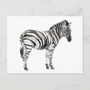 Search for zebra postcards Jungle