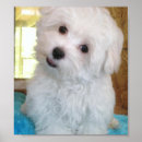 Search for maltese posters Dogs