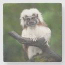 Search for primate coasters Cute