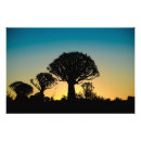 Search for quivering Forest