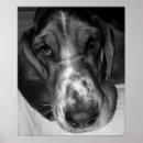 Search for black and white dog posters Hound