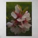 Search for cherry blossom posters Botanical