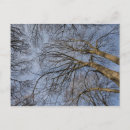 Search for tree trunk postcards Usa