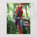 Search for ara postcards Macaw