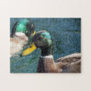 Search for wild duck photography Bird