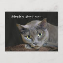 Search for kitty face postcards Grey