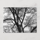 Search for limbs postcards White