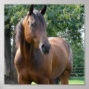 Search for thoroughbreds posters Equine