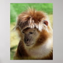 Search for cute monkey posters Animal