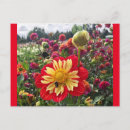 Search for flower wheels postcards Nature