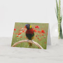 Search for lorikeet cards Rainbow
