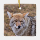 Search for wolf christmas tree decorations Wyoming