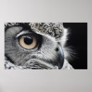 Search for owl posters Wildlife