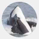 Search for orca whale stickers Alaska