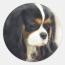Search for cavalier king charles stickers Pet