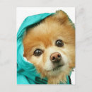 Search for raincoat postcards Dog