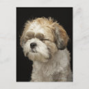Search for brown eye postcards Animal