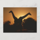Search for back lit postcards Travel destinations