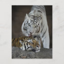Search for resting postcards Mammal