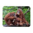 Search for orangutans magnets Animals