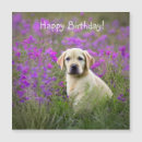 Search for yellow labrador birthday cards Puppies