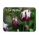Search for tulips magnets Photography