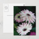 Search for gerber daisy postcards Nature
