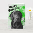 Search for black labs cards Labrador retriever