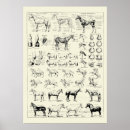 Search for horse anatomy posters Vintage
