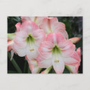 Search for carte postcards Flower